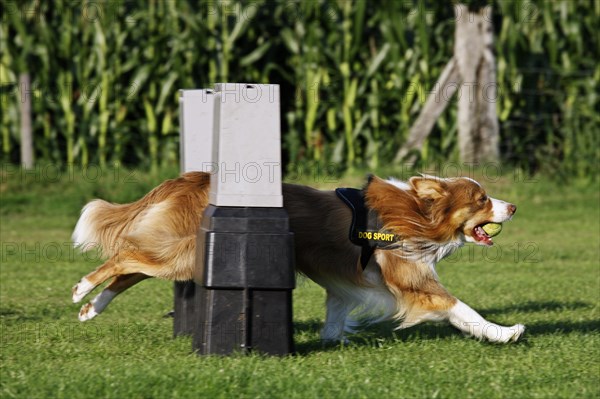 Border Collie