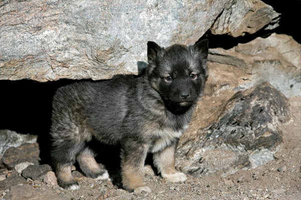 Greenland dog