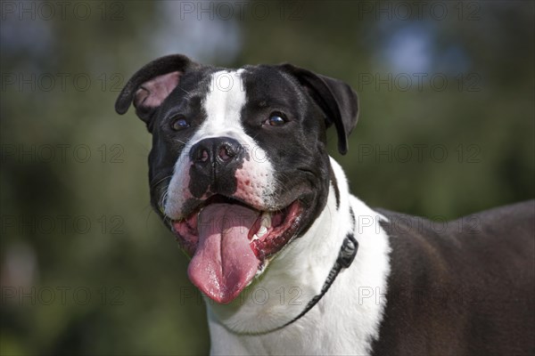 American Staffordshire terrier