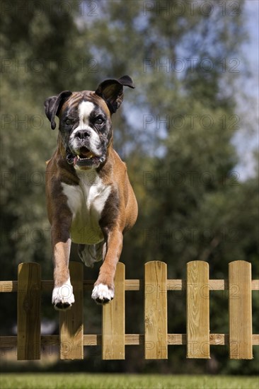 Boxer dog