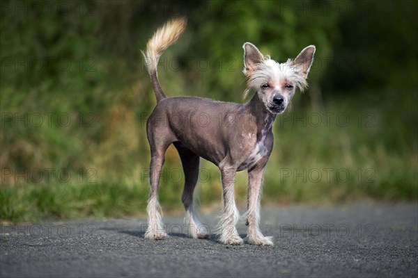 Chinese crested dog