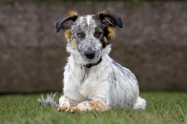 Mongrel dog lying on lawn in garden