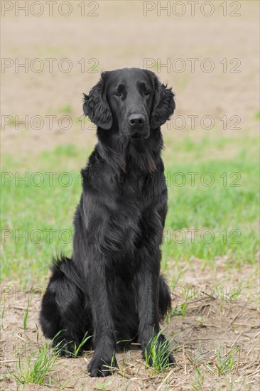 Black flat-coated retriever sitting in field