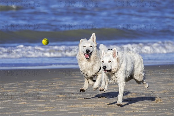 Two Berger Blanc Suisse dogs
