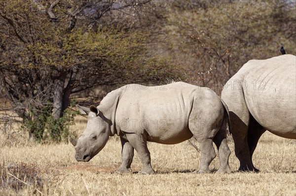 White rhinoceroses