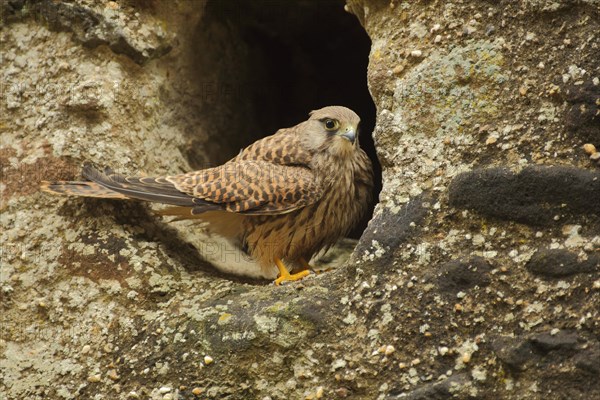 Common kestrel