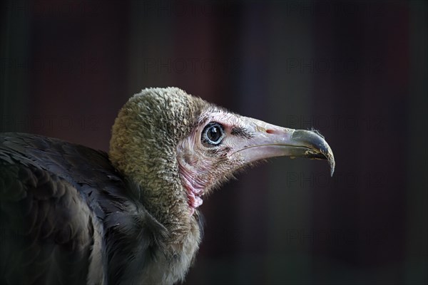 Hooded vulture