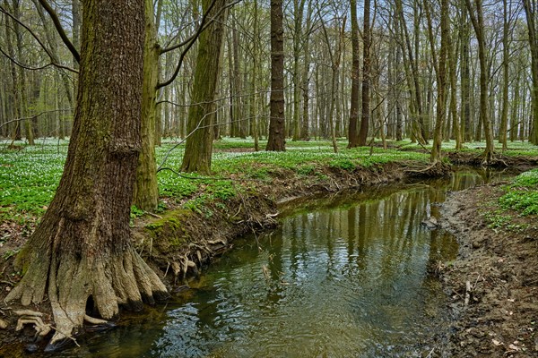 The Lasker Auenwald nature reserve in the Sorbian settlement area in spring