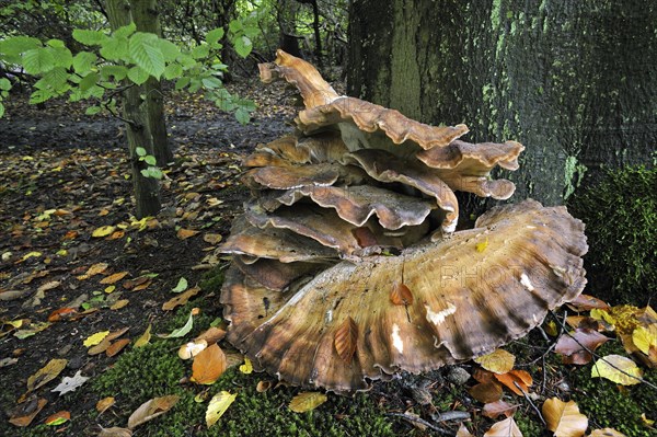 Giant polypore bracket fungus