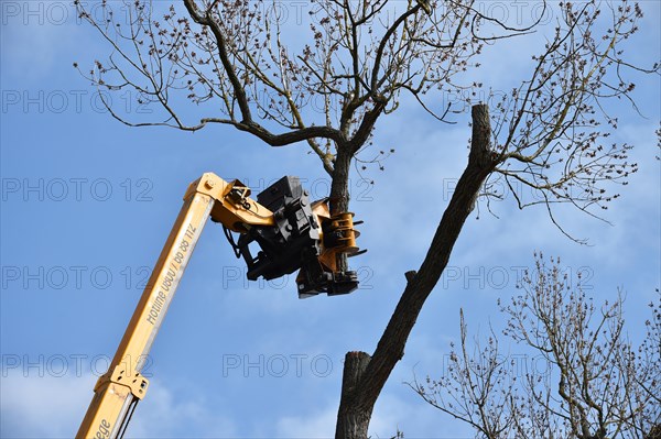 Tree felling with a felling crane in Vellmar