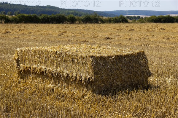 Pressed straw in the field