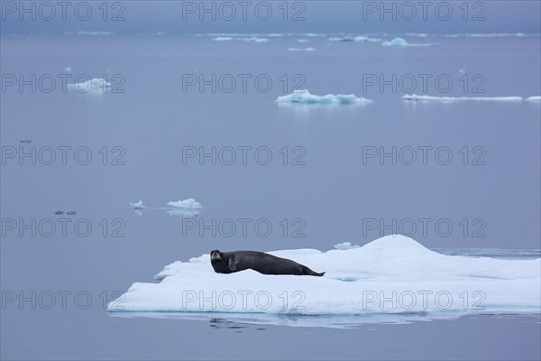 Bearded seal