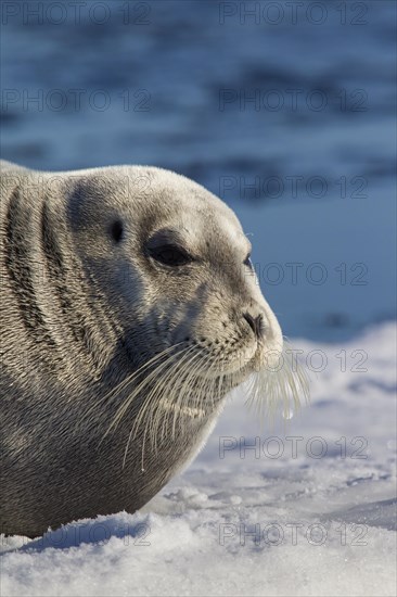 Bearded seal