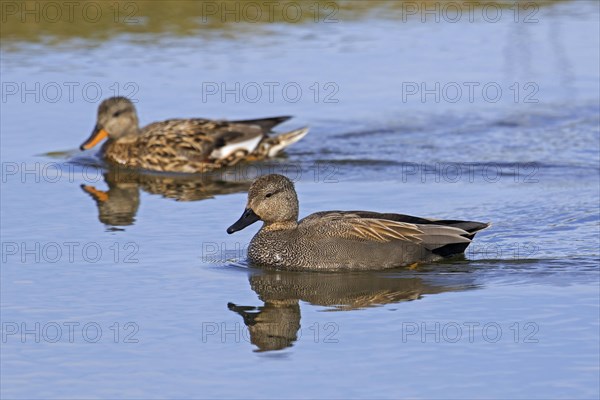 Gadwall