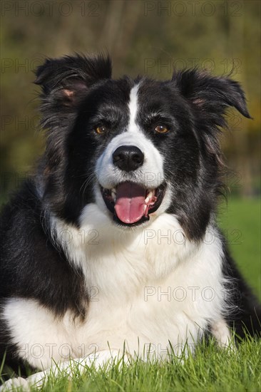 Border Collie