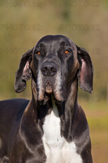 Close up of Great Dane