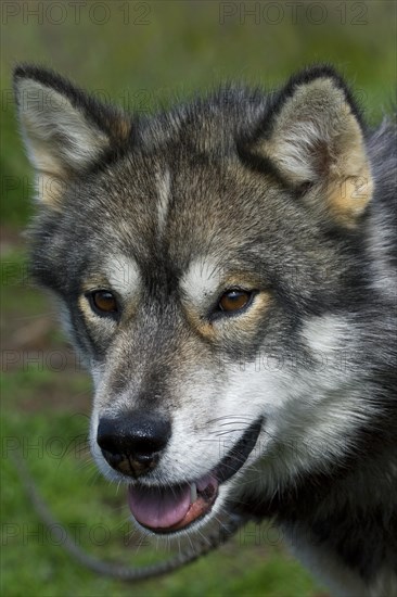 Greenland dog