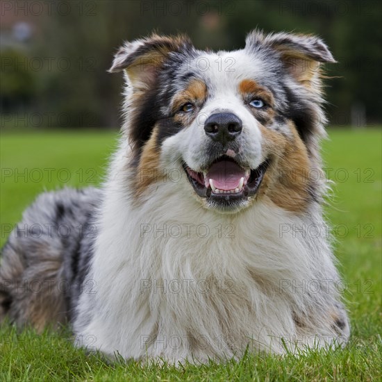 Australian Shepherd dog