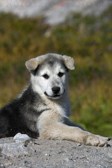 Greenland dog