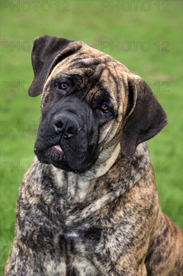 Boerboel