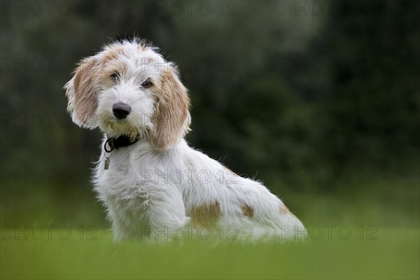 Basset griffon vendeen