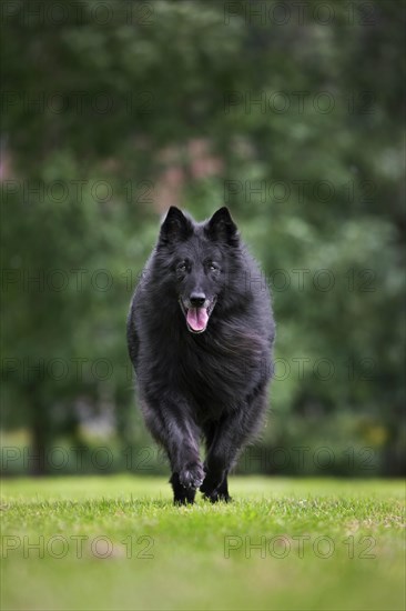 Belgian Shepherd Dog