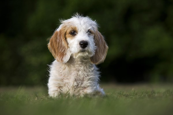 Basset griffon vendeen