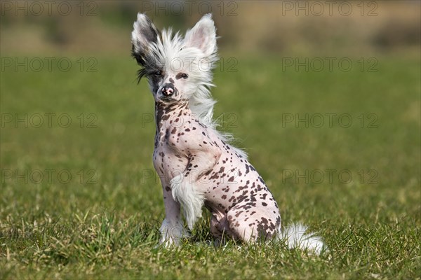 Chinese crested dog