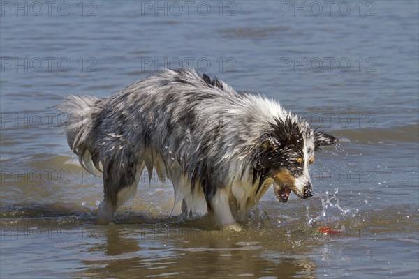 Shetland Sheepdog