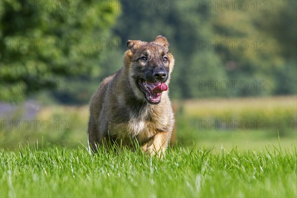 German shepherd dog