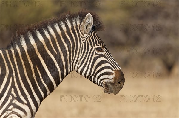 Burchells zebra