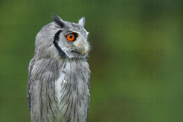 Southern white-faced owl