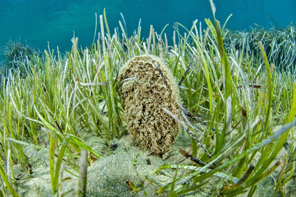 Critically endangered mediterranean fan mussel