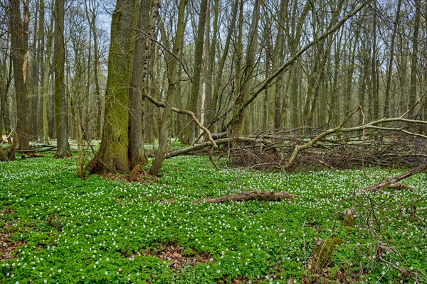 The Lasker Auenwald nature reserve in the Sorbian settlement area in spring