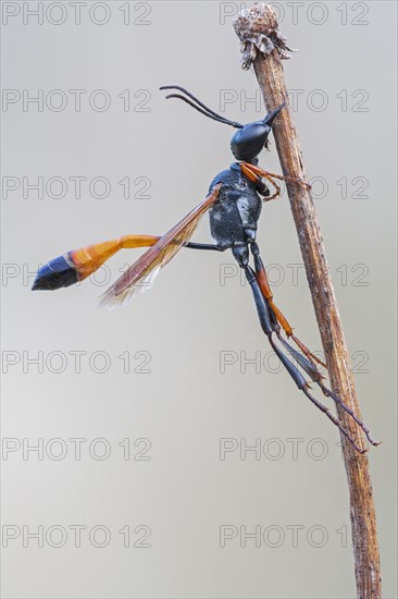 Red-banded sand wasp