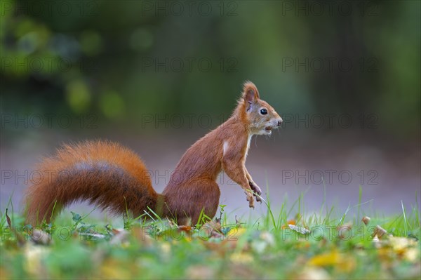 Eurasian red squirrels