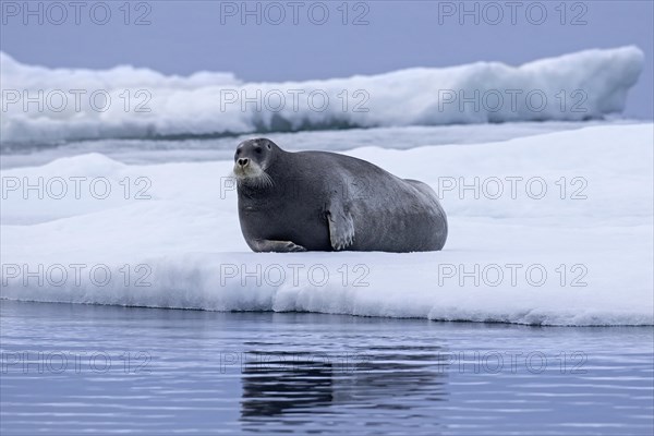 Bearded seal