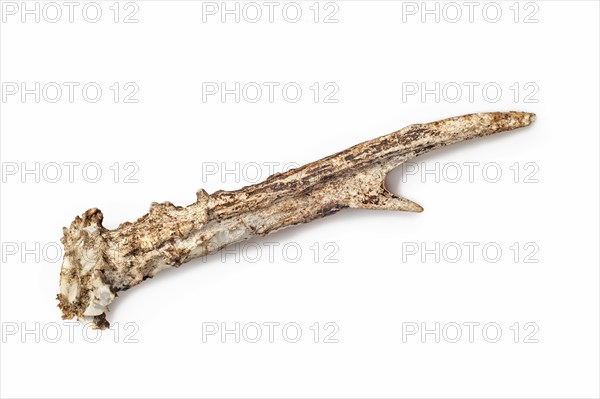 Shed antler of European roe deer