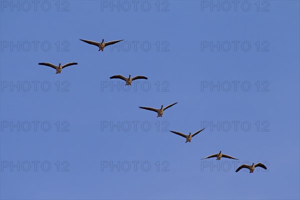 Migrating greylag goose