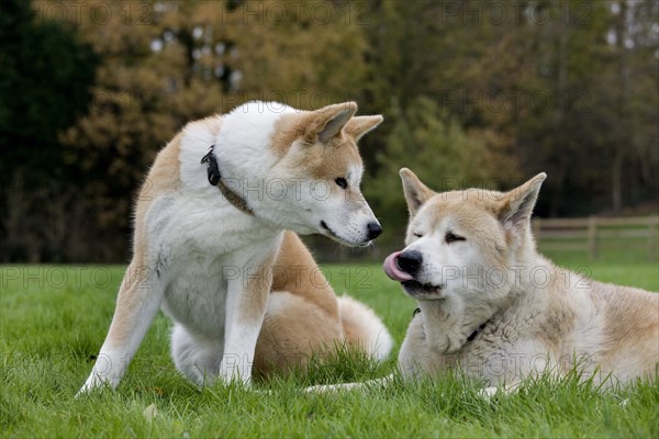 Akita Inu