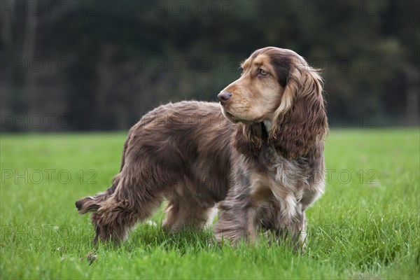 English Cocker Spaniel in garden