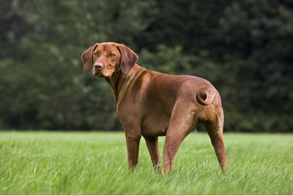 Vizsla hunting dog