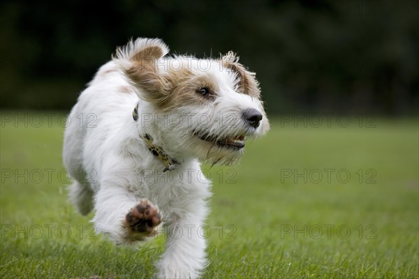 Basset griffon vendeen