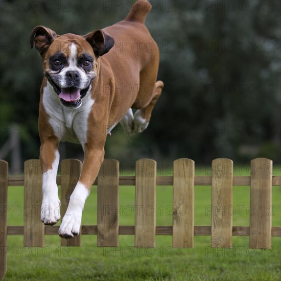 Boxer dog