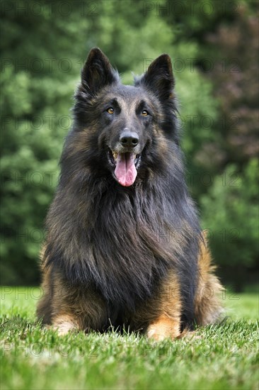 Belgian Shepherd Tervuren