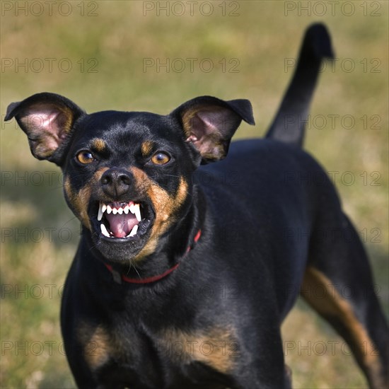 Manchester Terrier