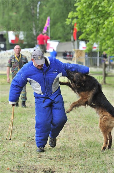 Training of military attack dog of the Belgian army at Leopoldsburg