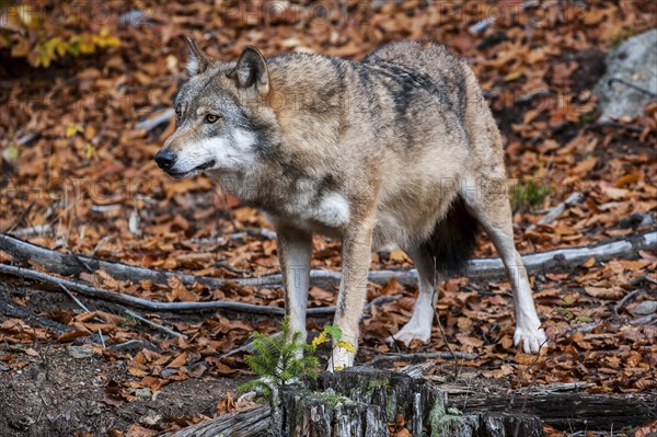 European grey wolf