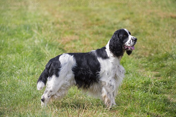 English Springer Spaniel