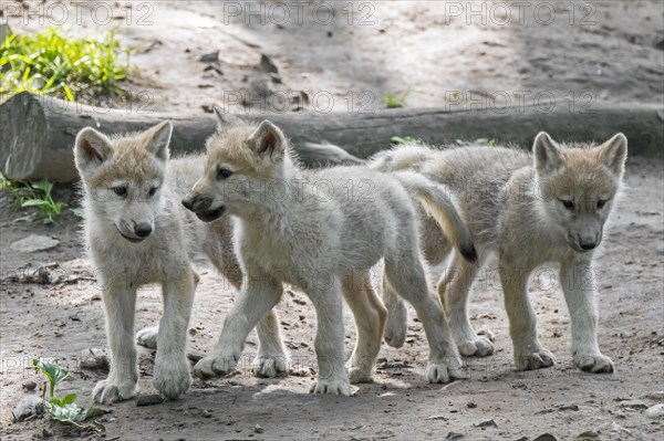 Hudson Bay wolves